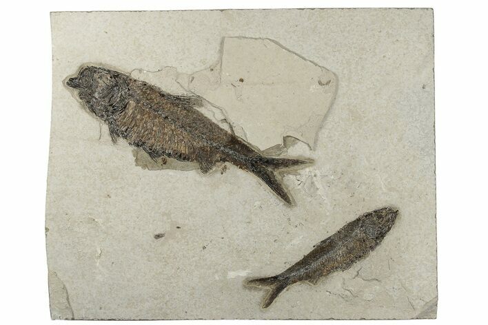 Fossil Fish (Knightia) Plate - Wyoming #203217